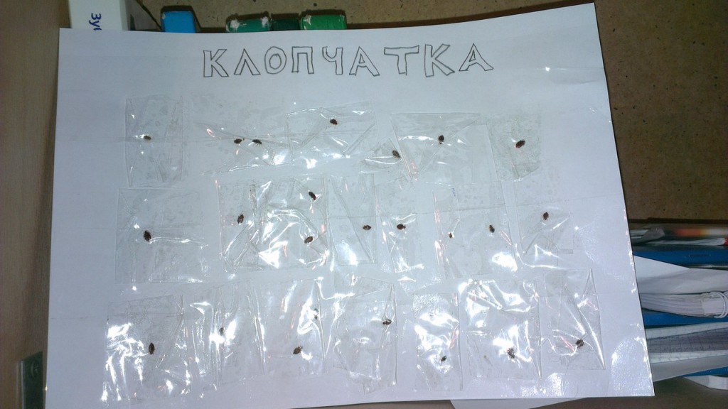 Пойманные в комнате ФДС клопы